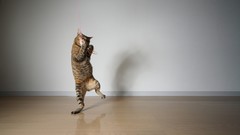 Animals cats funny standing