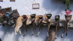 Animals cats funny stare