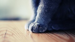 Animals cats fur Tables Wood paws