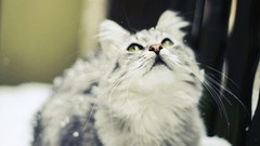 Animals cats furry animals Roxy