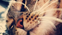 Animals cats furry furry animals