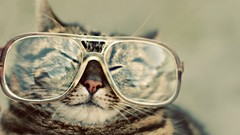 Animals cats glasses