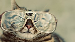 Animals cats glasses Kittens