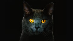 Animals cats golden eyes