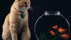 Animals cats goldfish