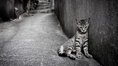 Animals cats grayscale