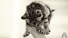 Animals cats grayscale