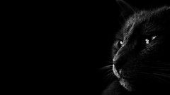 Animals cats grayscale