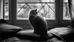 Animals cats grayscale window panes