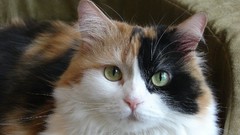 Animals cats green eyes