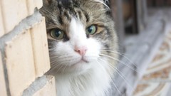 Animals cats green eyes