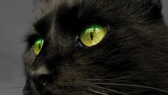 Animals cats green eyes