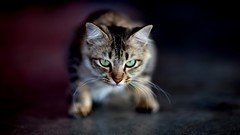 Animals cats green eyes