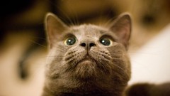 Animals cats green eyes