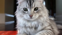 Animals cats green eyes