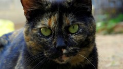 Animals cats green eyes