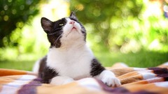 Animals cats green eyes