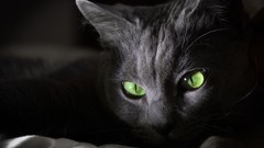 Animals cats green eyes