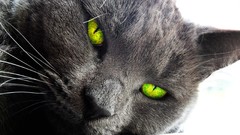 Animals cats green eyes