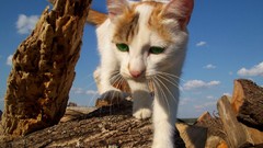 Animals cats green eyes