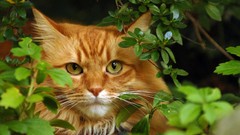 Animals cats green eyes feline