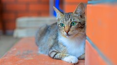 Animals cats green eyes feline Mammals