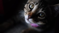 Animals cats green eyes pets