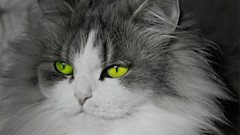Animals cats green eyes selective coloring