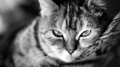 Animals cats greyscale