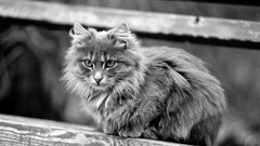 Animals cats greyscale