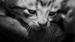 Animals cats greyscale