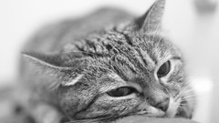 Animals cats greyscale
