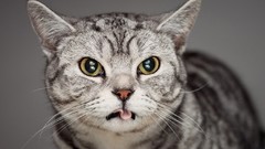 Animals cats grin pets