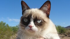 Animals cats grumpy cat Mammals animal eyes outdoors