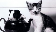 Animals cats guinea pigs