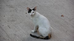 Animals cats Hakkı.sidar Photography