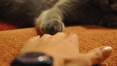 Animals cats hands