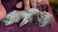 Animals cats hands sleeping Kittens tongue