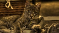 Animals cats HDR Photography
