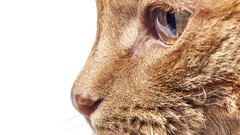 Animals cats head white background