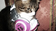 Animals cats headphones Kittens