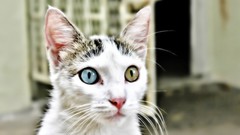 Animals cats heterochromia
