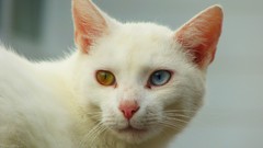 Animals cats heterochromia white cat van cat