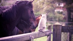 Animals cats Horses