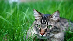 Animals cats hunting