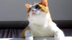 Animals cats indoors