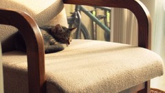 Animals cats interior