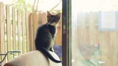 Animals cats interior