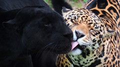 Animals cats jaguar
