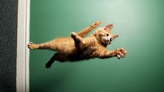 Animals cats jumping